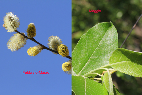 Salix caprea